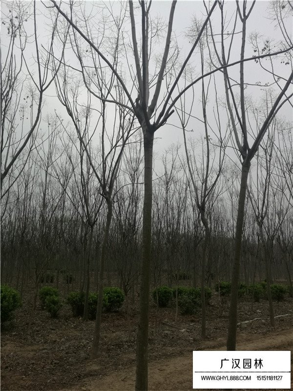 欒樹的作用(圖2)