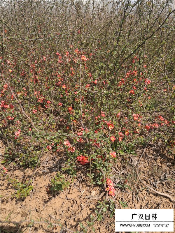 貼梗海棠的實(shí)用價(jià)值(圖4)