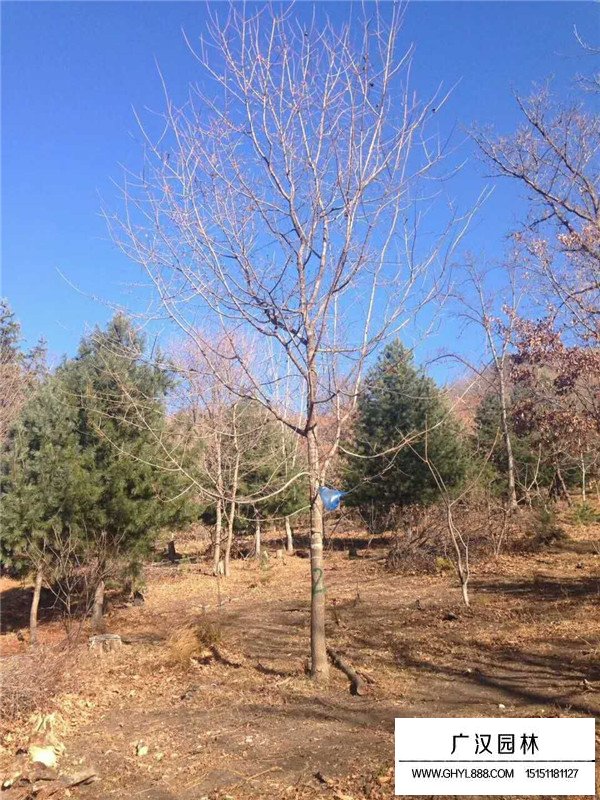 五角楓苗的種植經(jīng)驗(圖4)