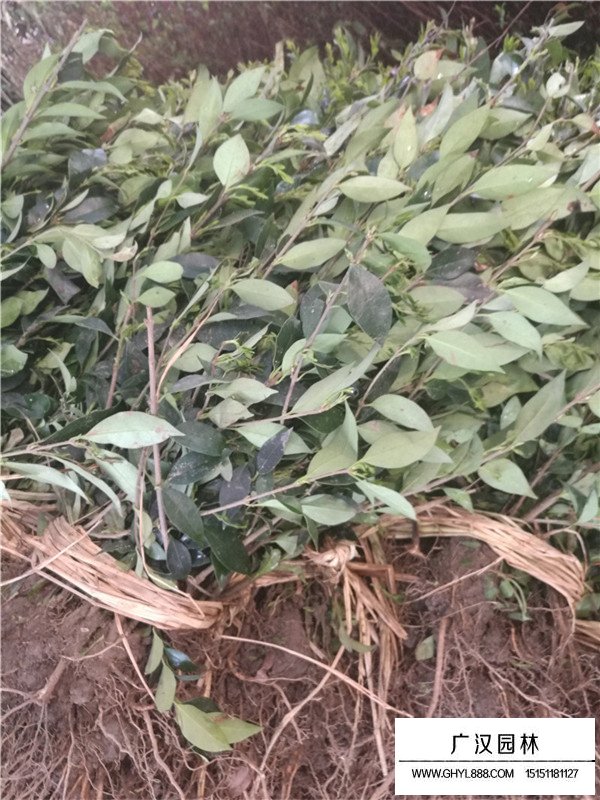 日本女貞的形態(tài)(圖1)