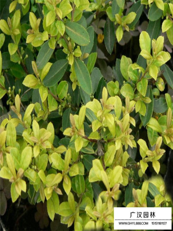 日本女貞的形態(tài)(圖3)