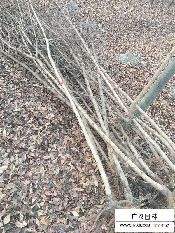 五角楓不同規(guī)格的價格(圖4)