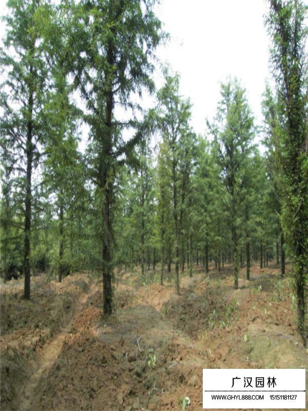 水杉不同胸徑的價(jià)格(圖4)