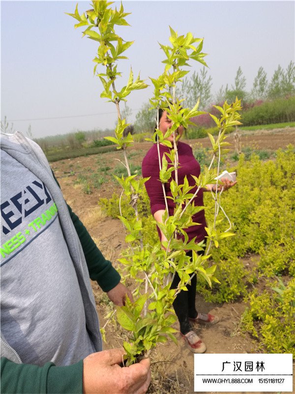 金葉錦帶的培育和養(yǎng)護(hù)(圖2)