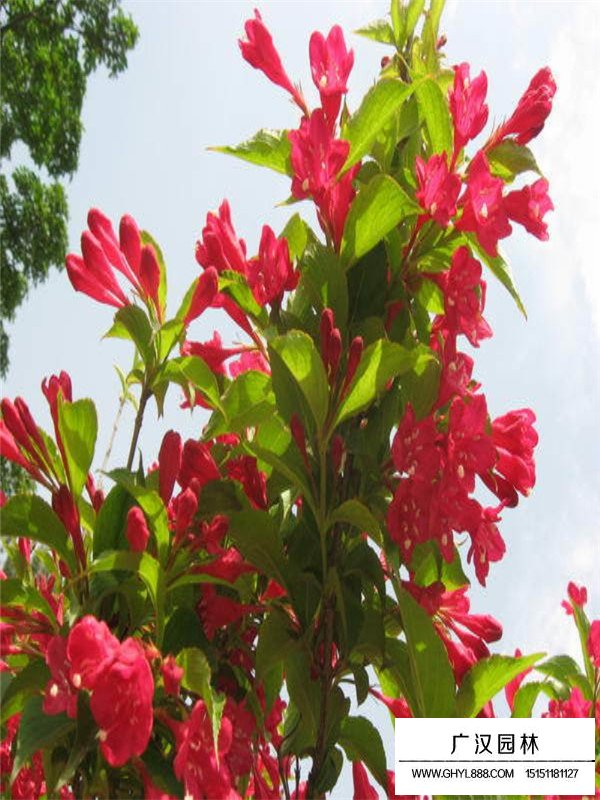 金葉錦帶的培育和養(yǎng)護(hù)(圖4)