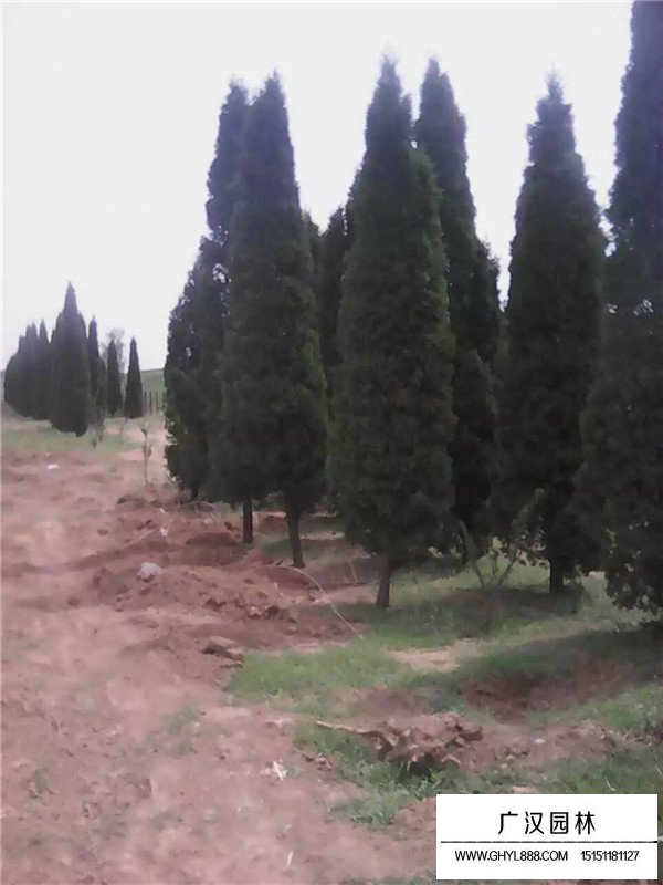 塔柏的實(shí)用價(jià)值(圖3)