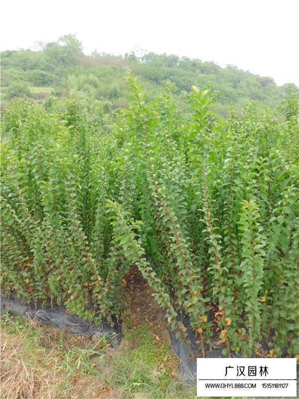 不同規(guī)格速生紫薇價(jià)格(圖2)