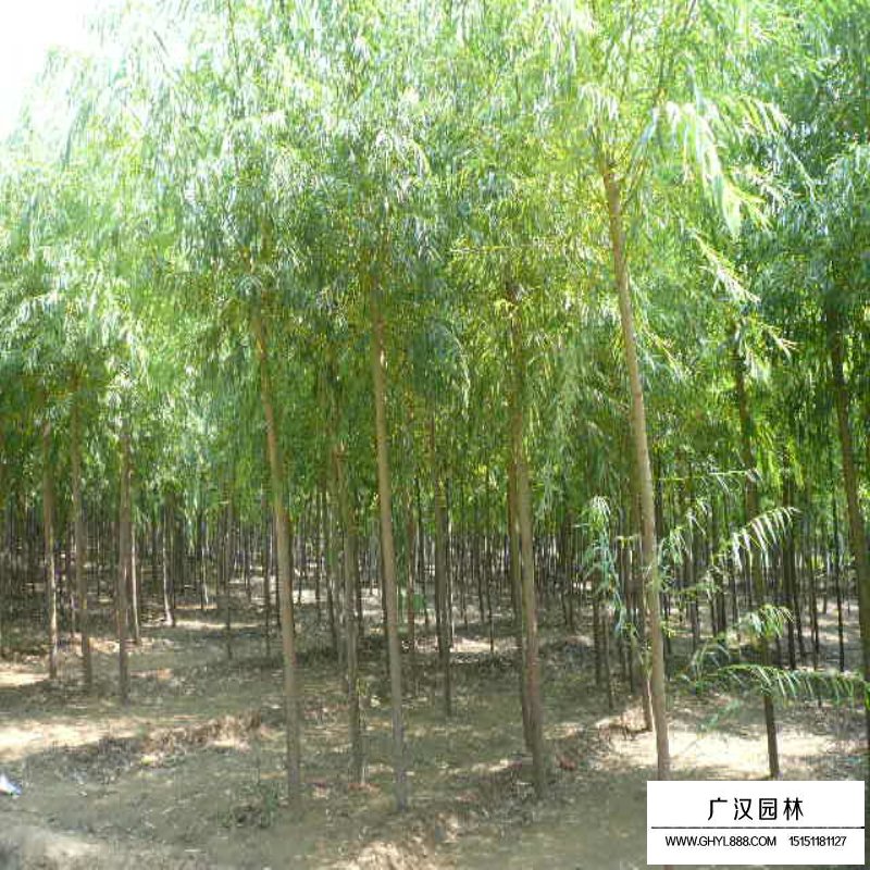 不同胸徑速生柳價格(圖3)