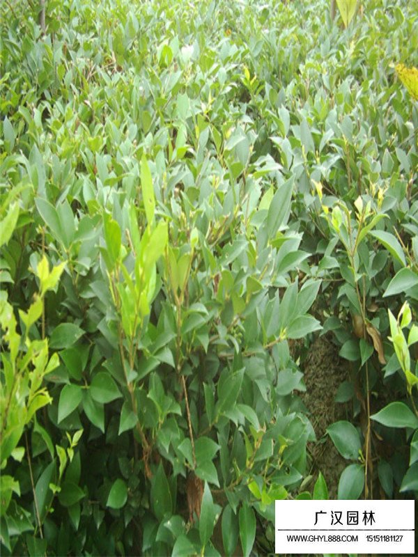 日本女貞有多少價(jià)值？(圖4)