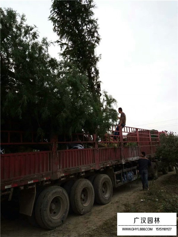 落羽杉的繁殖方式(圖2)