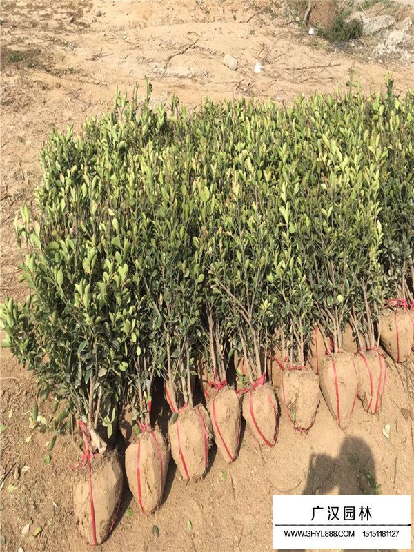 大葉黃楊與冬青有什么不一樣？(圖2)