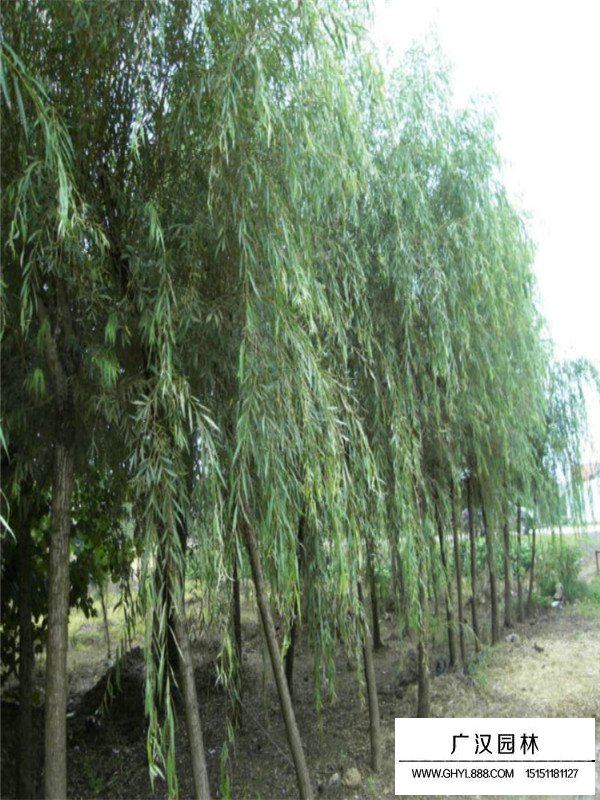 金絲垂柳的繁殖方式(圖3)