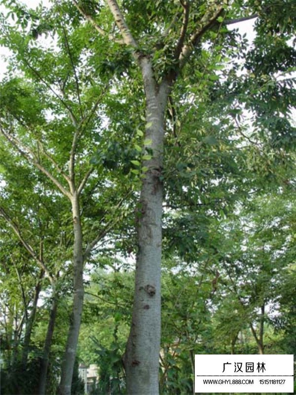 樸樹(shù)的應(yīng)用(圖2)