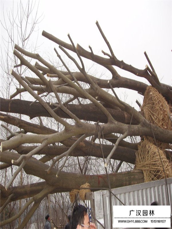 樸樹(shù)的應(yīng)用(圖3)