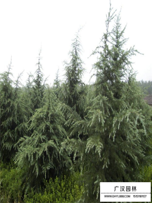 不同規(guī)格圣誕樹價格(圖2)