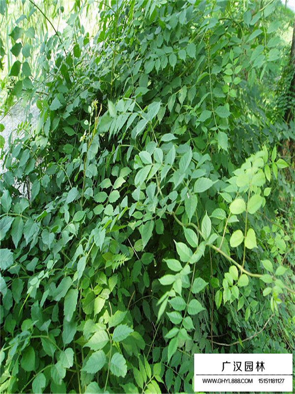 凌霄花的培育技術(shù)(圖3)