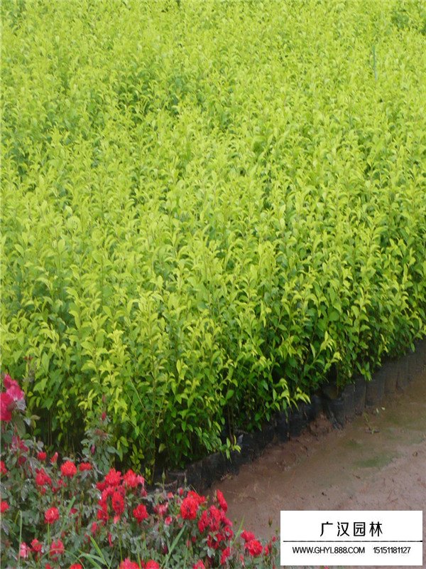 日本女貞的基本形態(tài)(圖1)