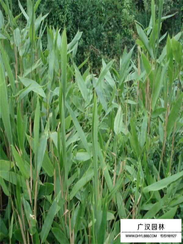 竹子的實際應用(圖3)