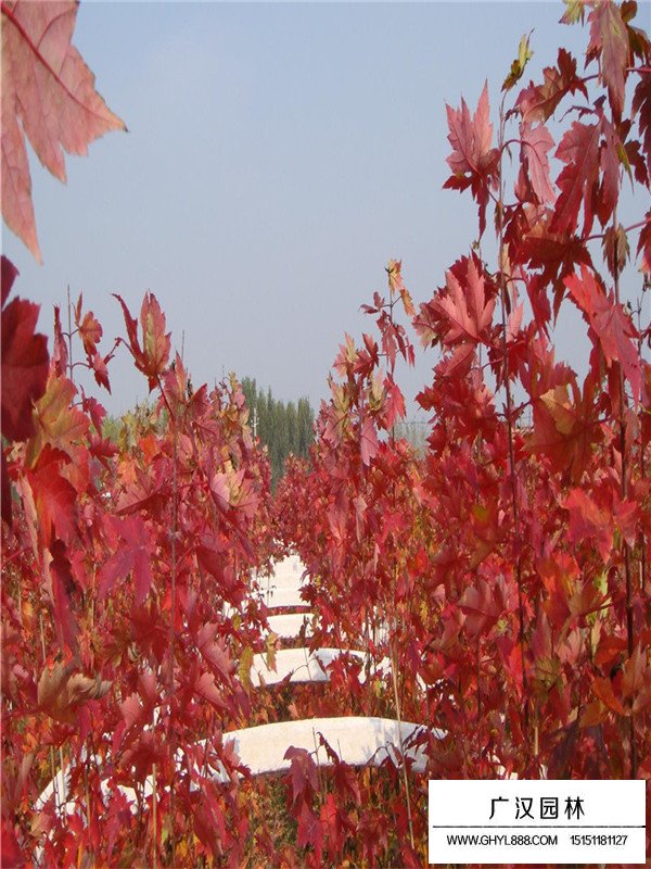 美國紅楓價格和形態(tài)(圖1)