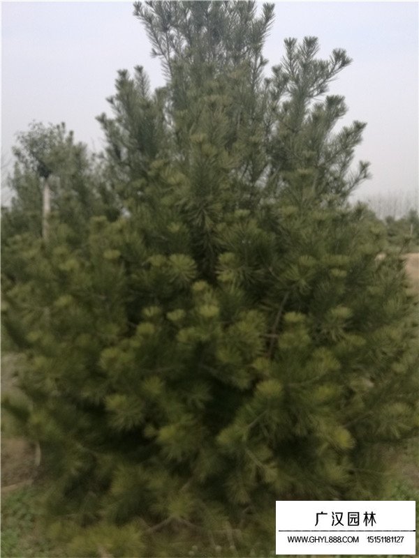 白皮松的實(shí)用價(jià)值(圖3)