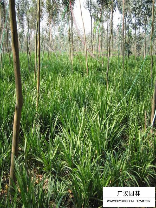 吉祥草的價格和形態(tài)(圖3)