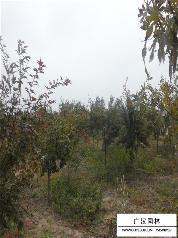 日本紅楓的形態(tài)(圖1)