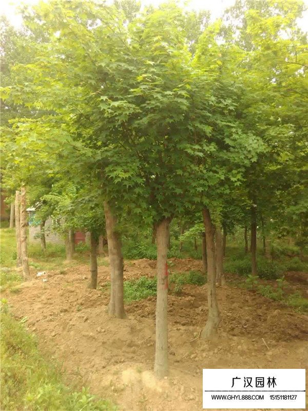 五角楓的種植技術(shù)(圖1)