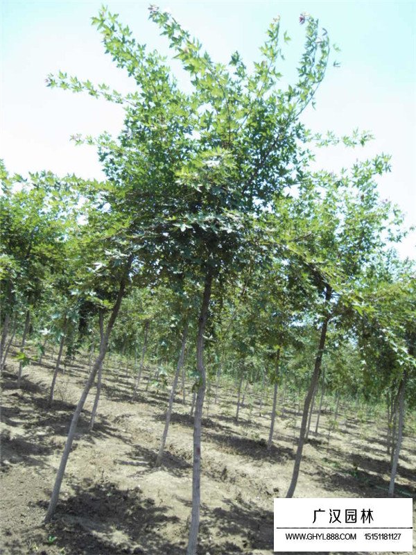 五角楓的種植技術(shù)(圖3)