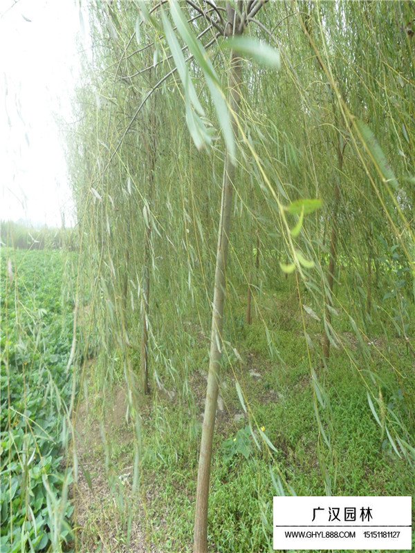 青皮垂柳的實(shí)際應(yīng)用(圖1)