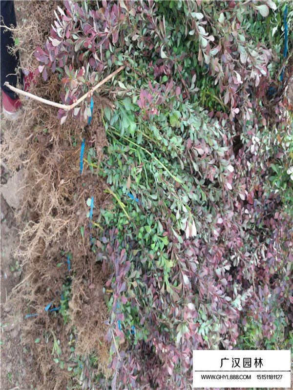 紅葉小檗不同規(guī)格的價(jià)格(圖1)