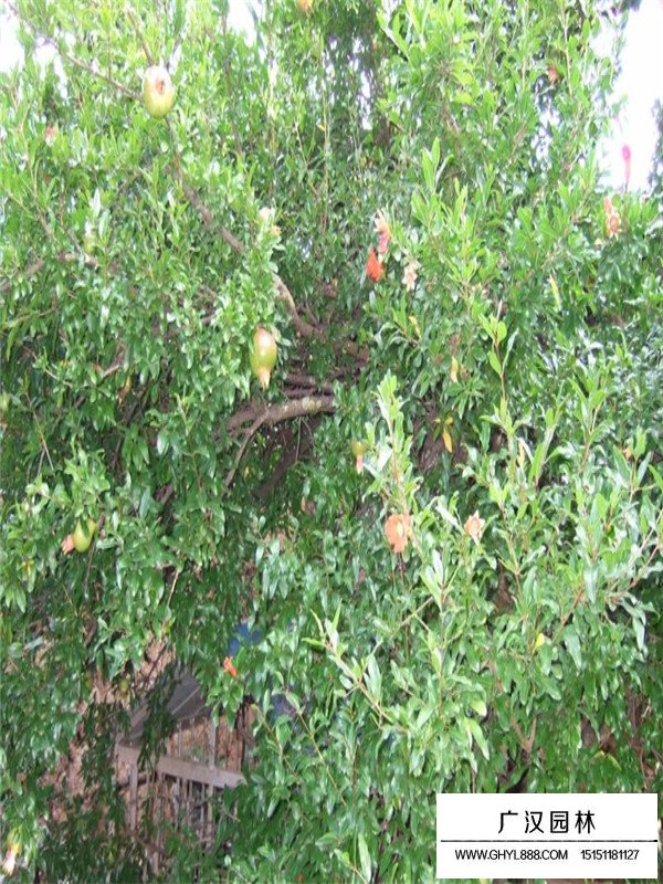 石榴的扦插方法(圖4)