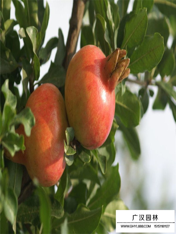 石榴苗好種嗎(圖2)