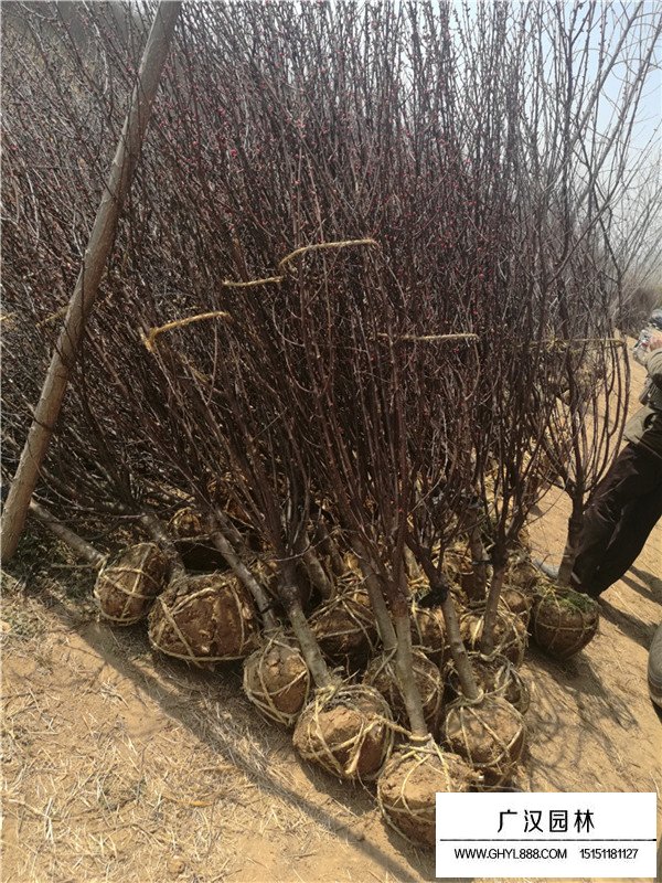 不同地徑榆葉梅的價(jià)格(圖3)