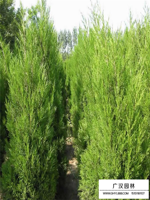 不同高度蜀檜的售價(jià)(圖1)