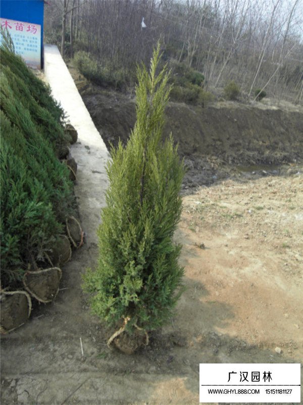 不同高度蜀檜的售價(jià)(圖3)