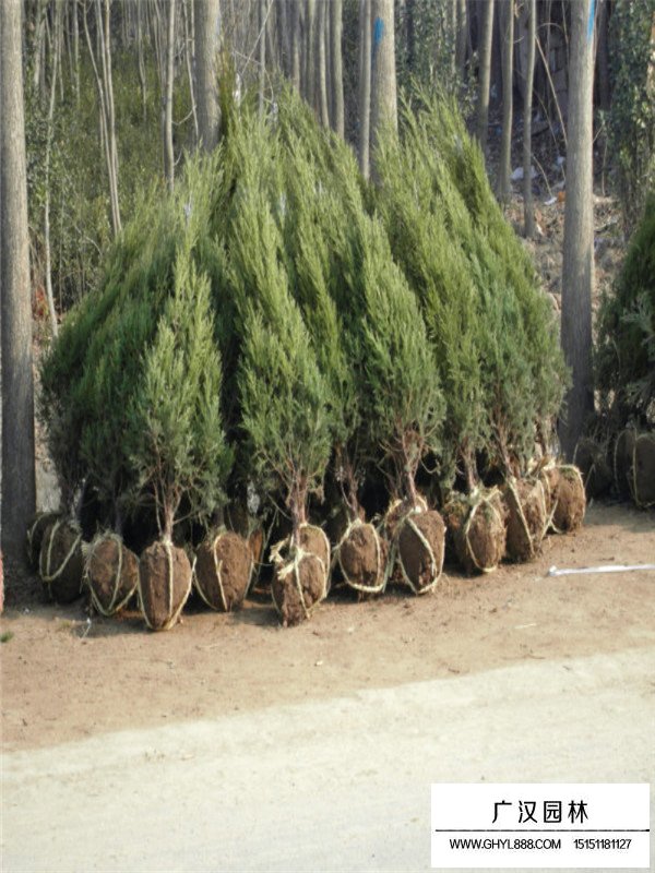 不同高度蜀檜的售價(jià)(圖4)