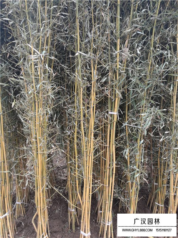 金鑲玉竹的生存環(huán)境(圖1)