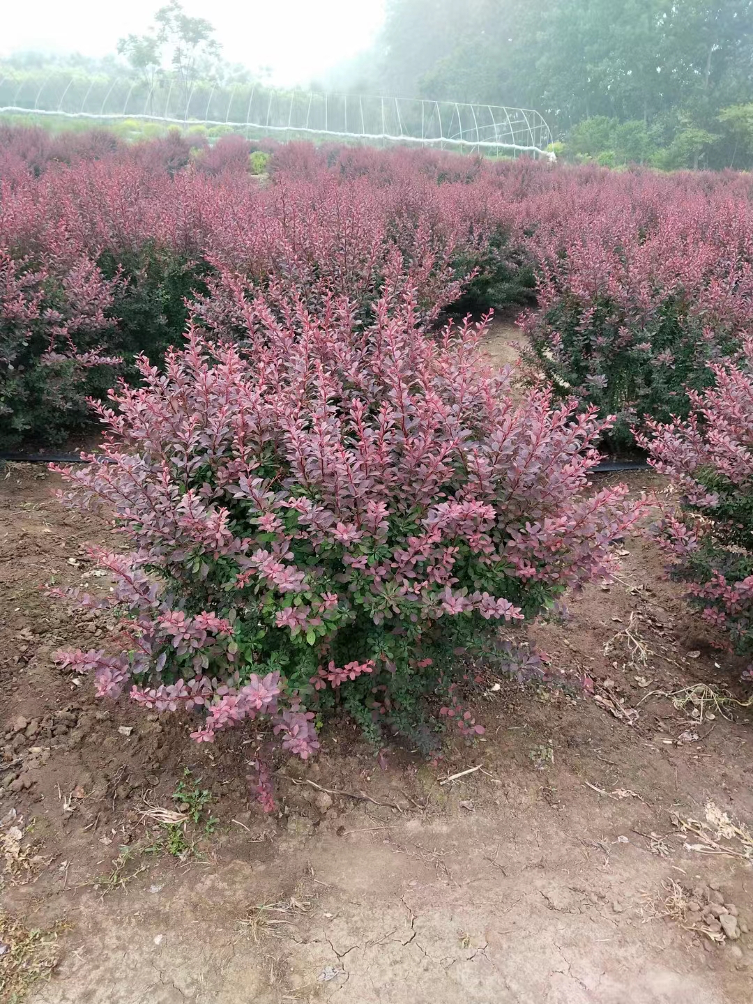 紅葉小檗球 (4).jpg