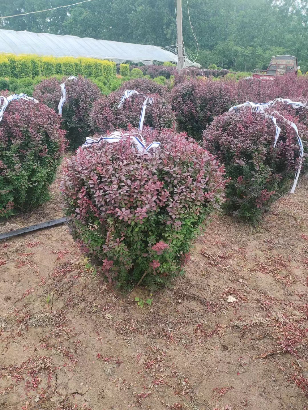 紅葉小檗球 (13).jpg