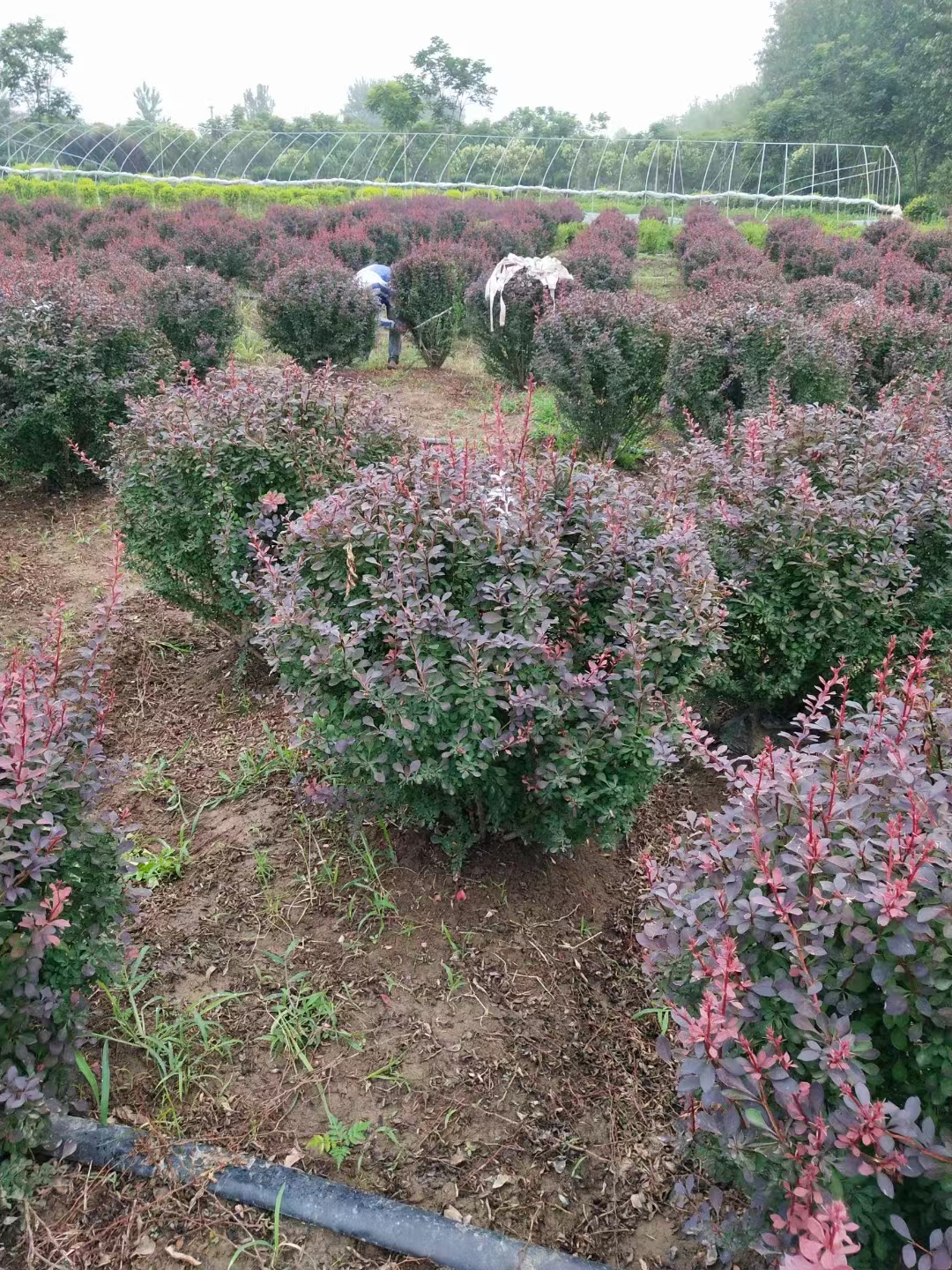 紅葉小檗球 (6).jpg