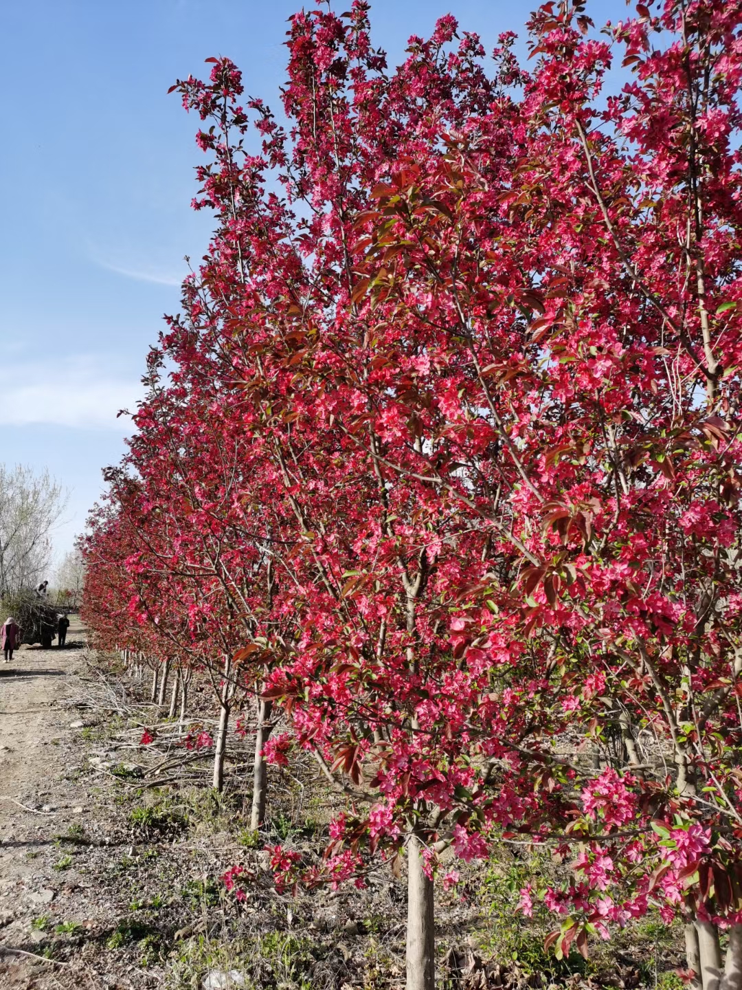 絢麗海棠 (2).jpg