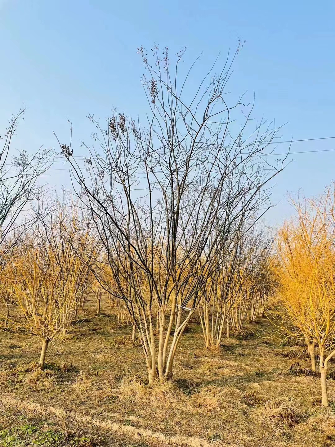 叢生國槐 (3).jpg