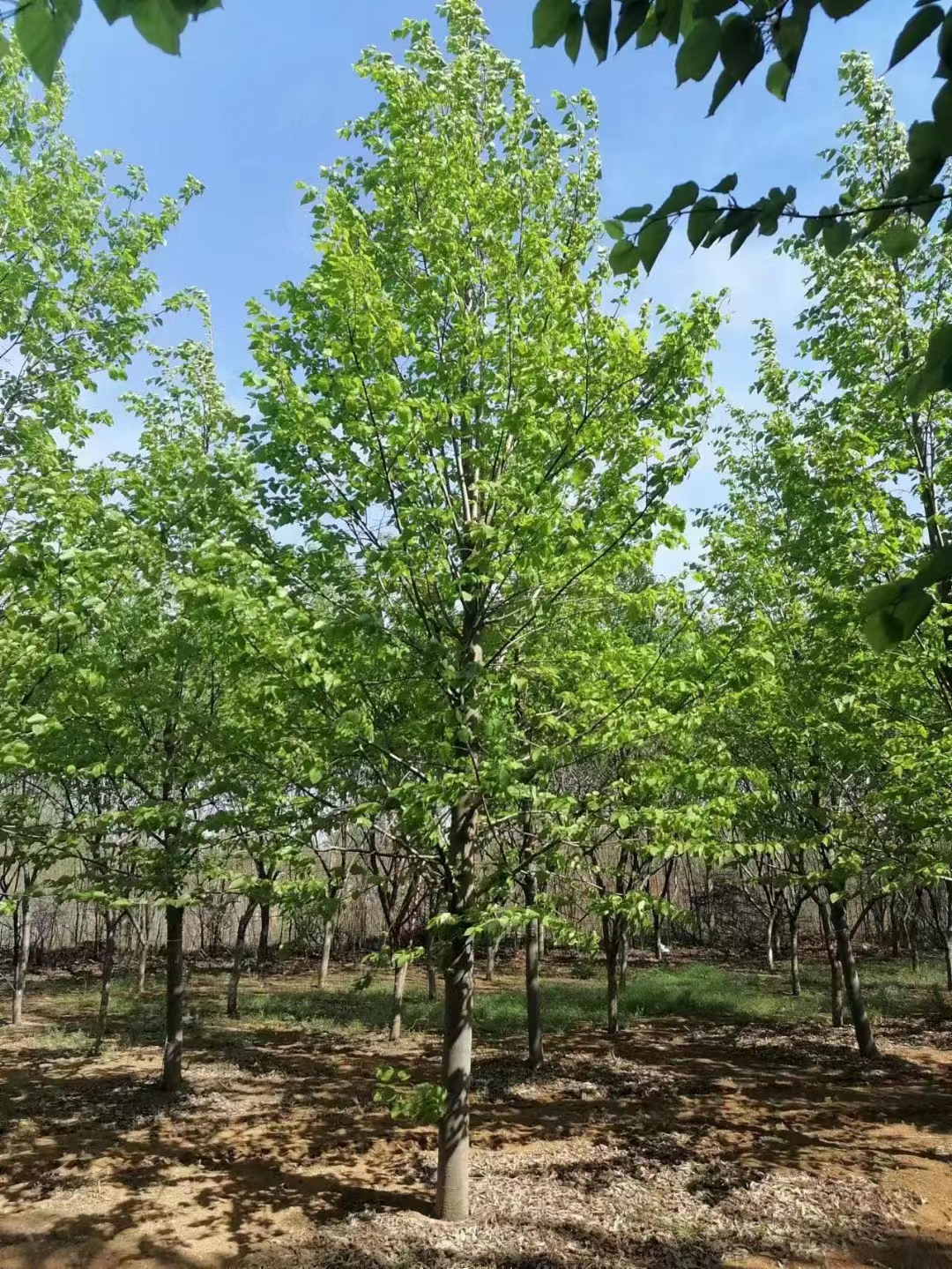 椴樹(shù) (7).jpg