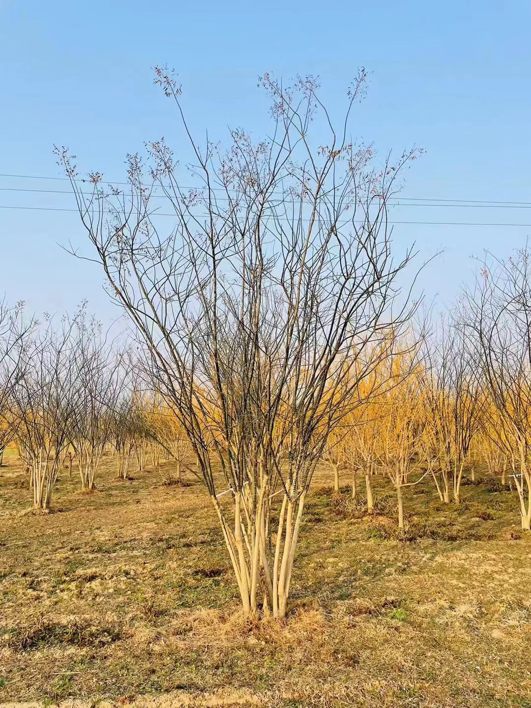 叢生國槐 (4).jpg