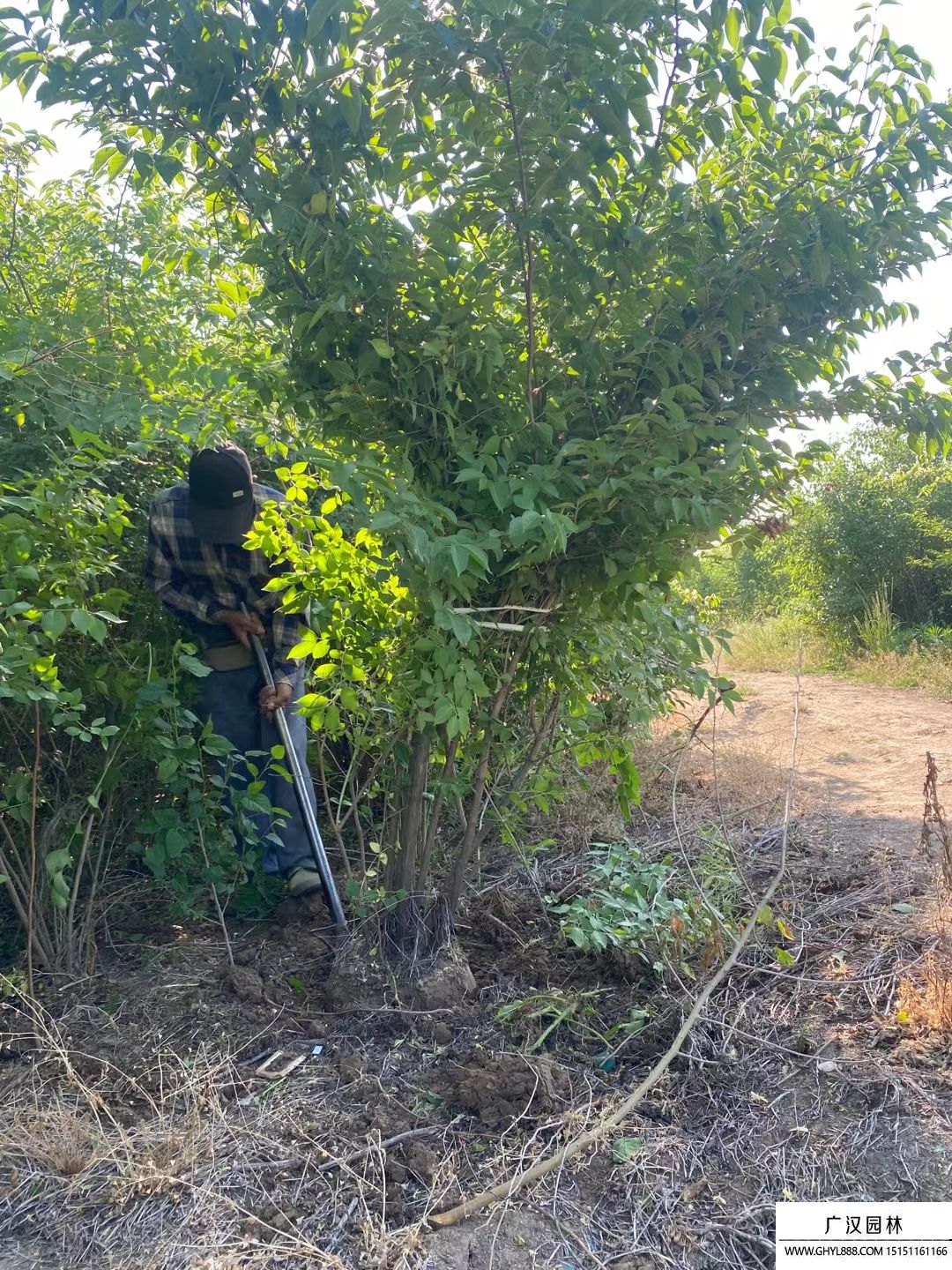 叢生金銀木 (2).jpg