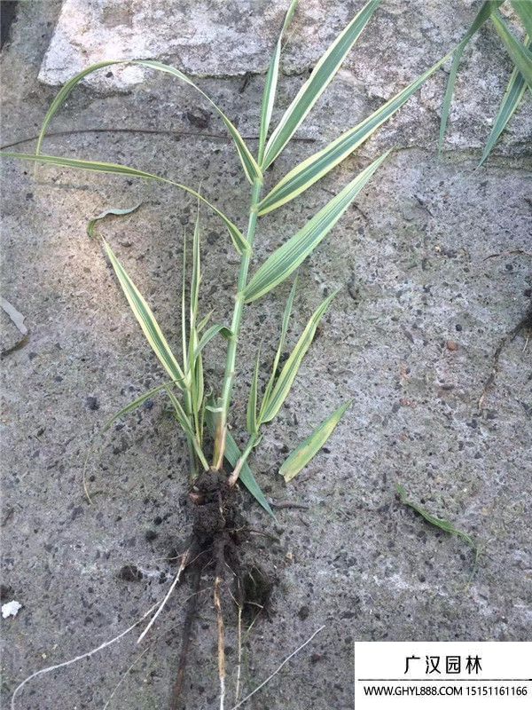 花葉蘆竹 (1).jpg