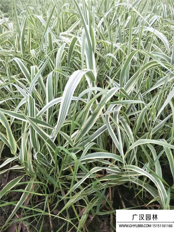 花葉蘆竹 (4).jpg