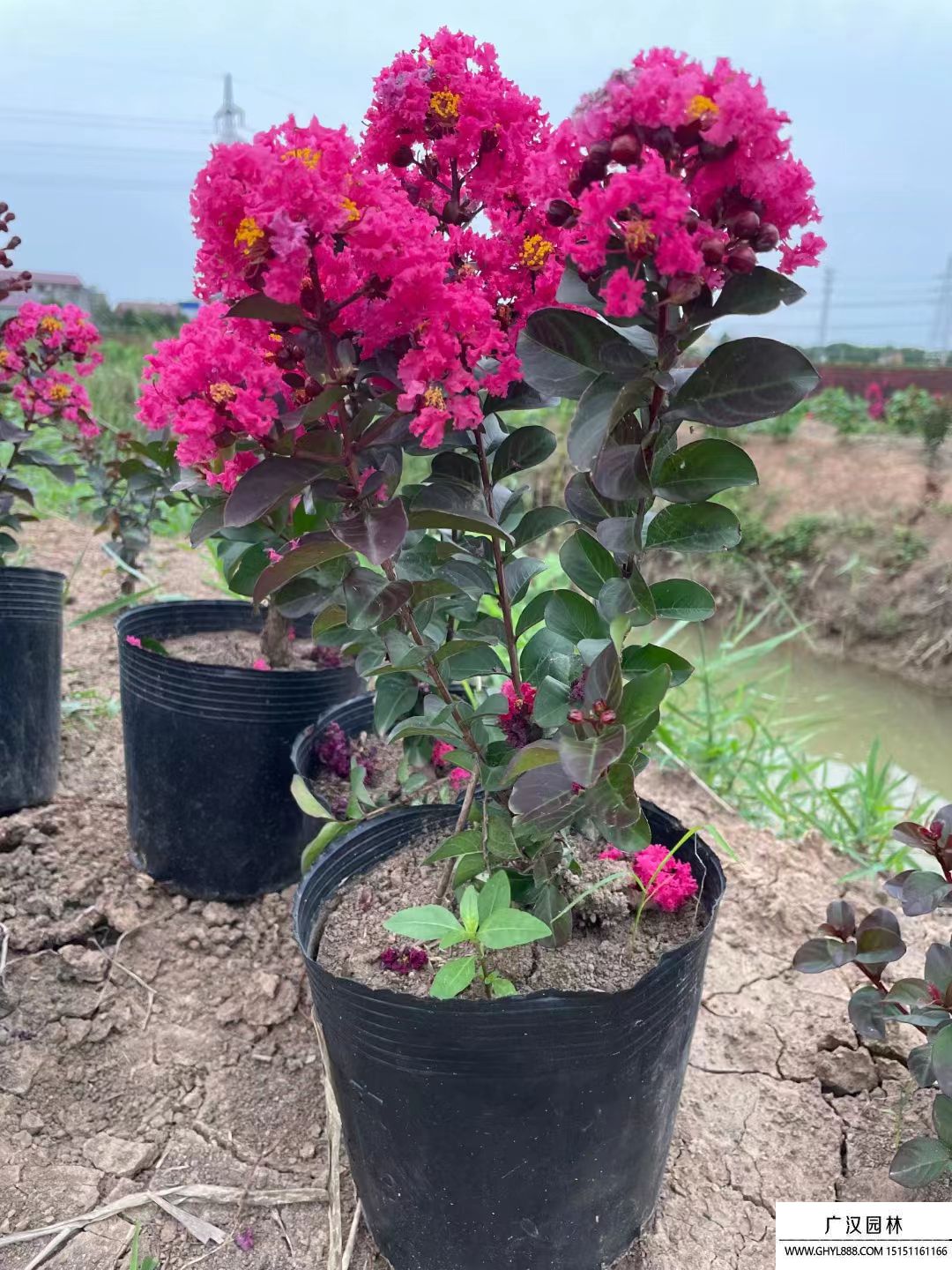 美國天鵝絨紫薇 (1).jpg