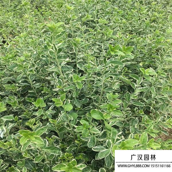 金邊衛(wèi)矛 (2).jpg