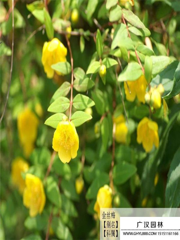 金絲梅. (2).jpg